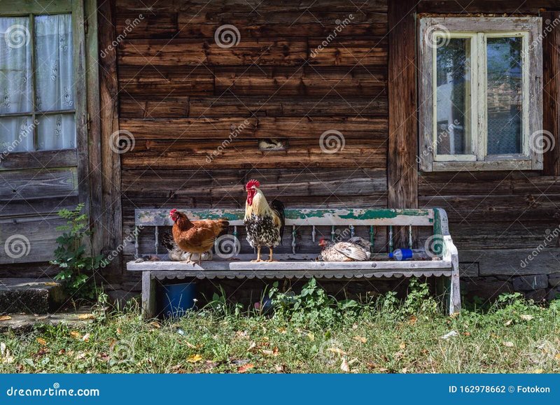 Cel mai bun chicken road joc în Romania